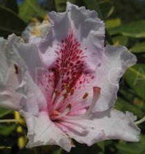 Rhododendron x caucasicum - Flower - Click to enlarge!